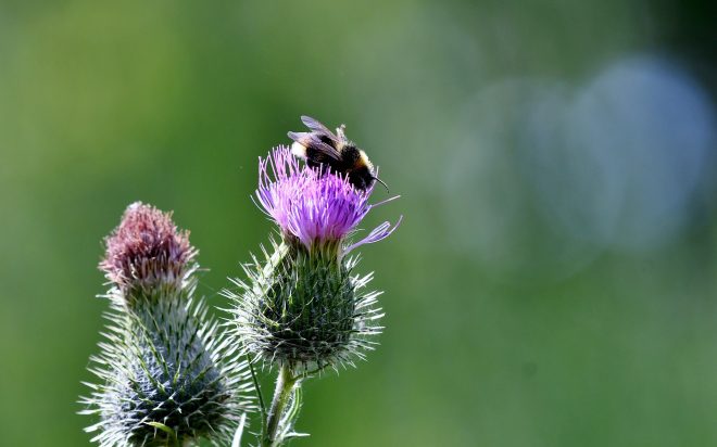 thistles-4355982_1920