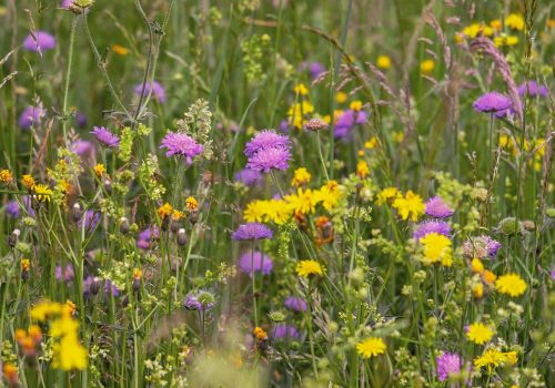 wildflower-meadow-3386014_1920